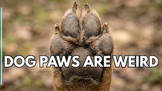 Your Dog’s Paws Are Stranger Than You Think
