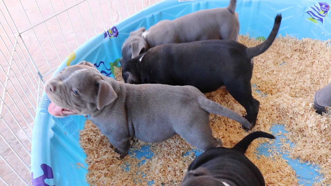 American Bully Puppies for sale with Miagi bloodline - YouTube