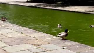 Crow Goes Crazy and Attacks Group of Harmless Ducks