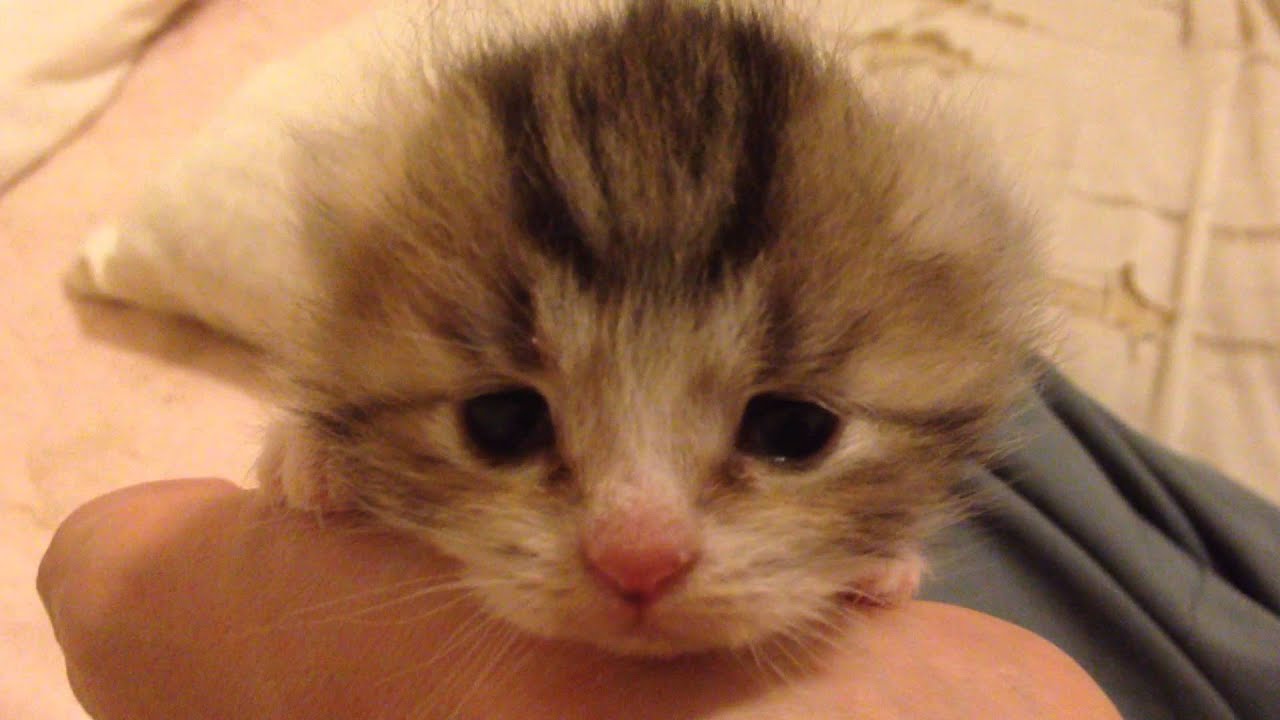 猫 かわいい イラスト 10秒で癒される猫動画 baby cat SO CUTE!!