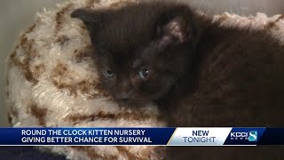 ARL of Iowa opens nursery to care for kittens in need