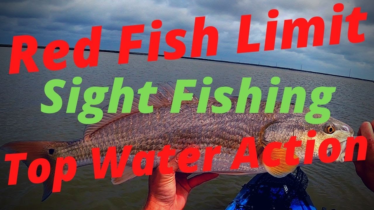 Red Fish Limit Sight fish limit of red fish on top water, Kayak fishing Texas - YouTube