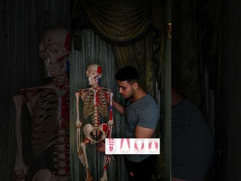 هل في حاجه اسمها تمارين لعضلات البطن السفلية او العلوية