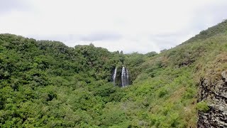 Preserving Kauai's Native Forest Birds