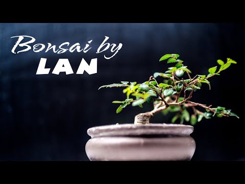 Video: Parifolia Biasa