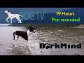 Dog tv recorded  tv for dogs  19 hours