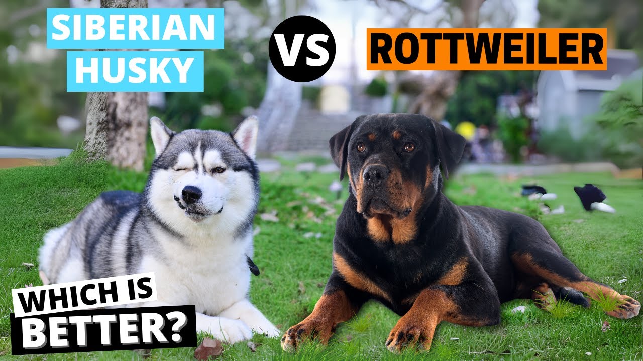 Rottweiler vs. Siberian Husky: Which is Better?
