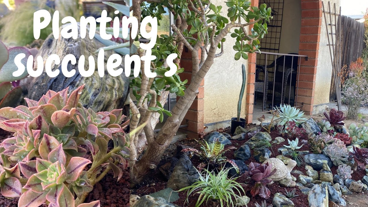 Front yard succulent installation!  COME PLANT WITH ME