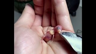 Little bird baby from step 1 |  subscribe to my channel  |