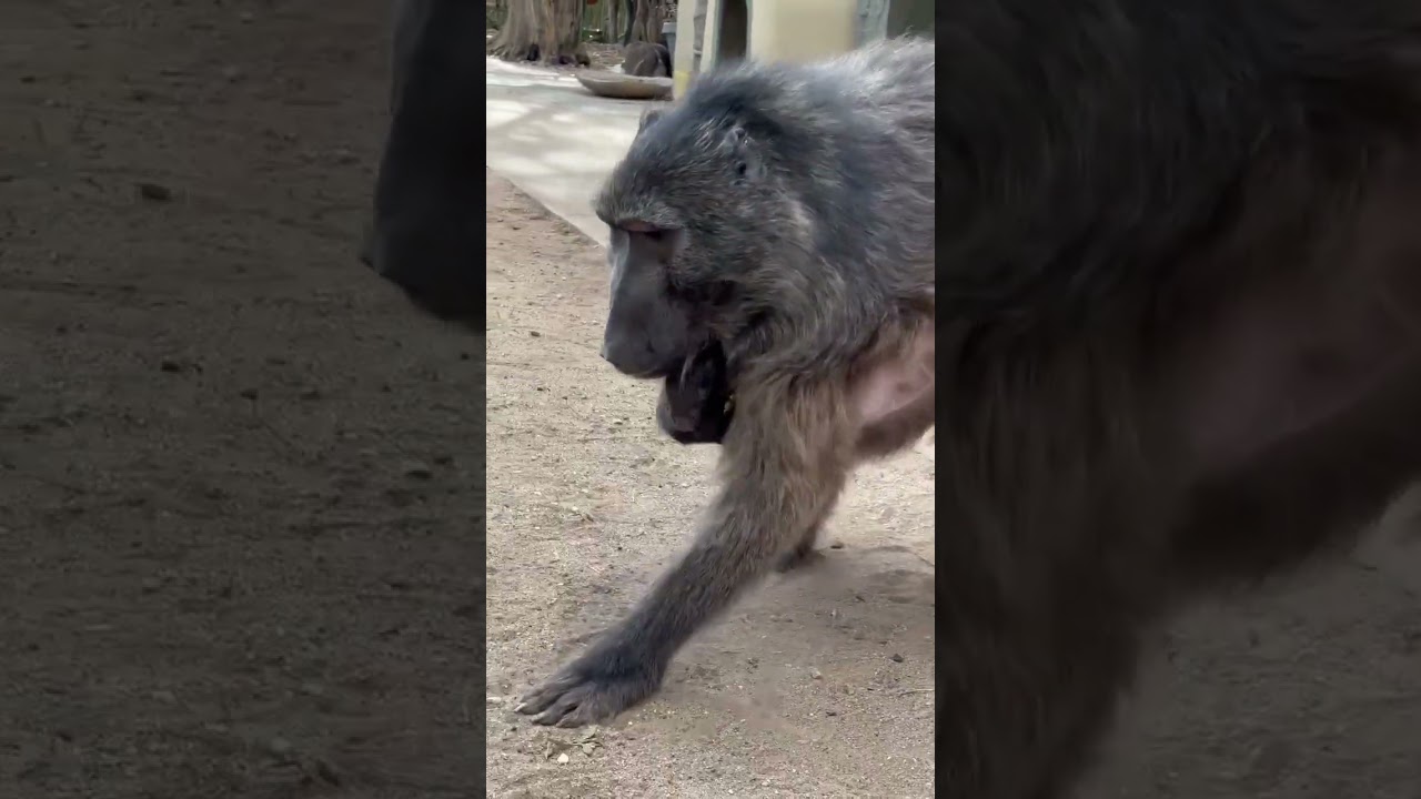 this BABOON has a new BABY! 🦔