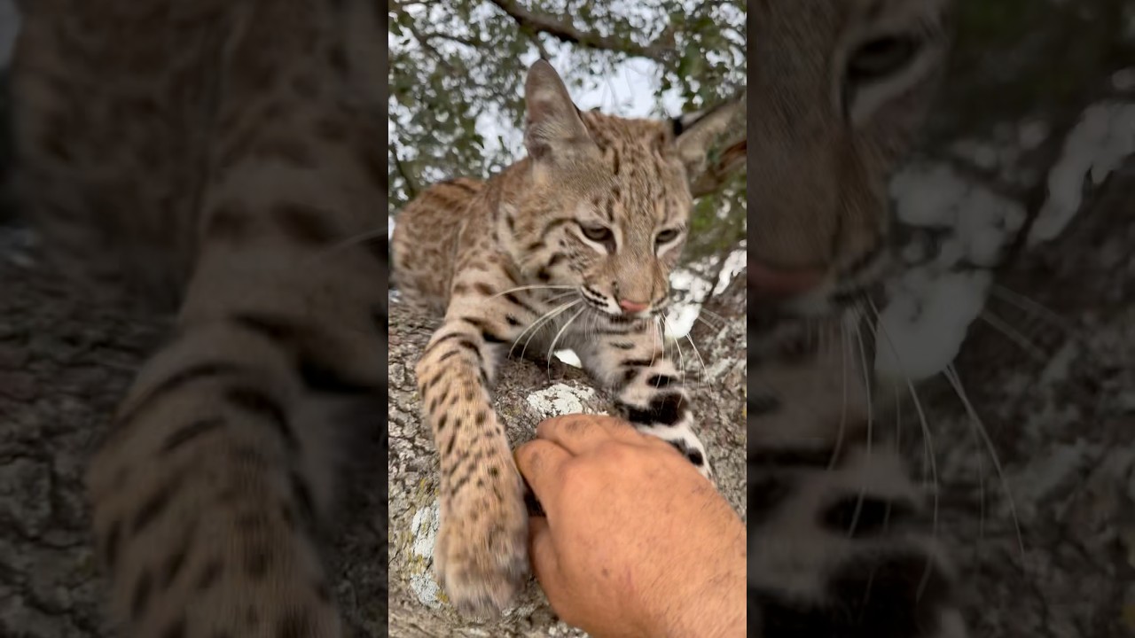 #bobcat
