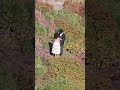 Saw Something Wild On Grinnell Glacier Trail at Glacier National Park