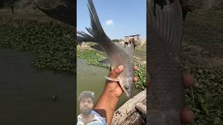 Fresh Water Giant Fish Catching Adventure 🎣🐬🦈❤️#fishing#fish#village#funny#viral#machhali#shorts