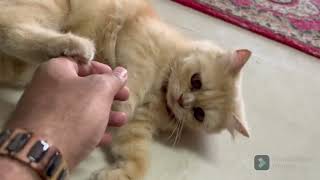 Cute Persians video | Calling Puchki and Cherry | White Persian by Persian Cat 28 views 6 months ago 1 minute, 35 seconds