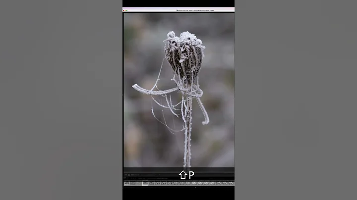 Using Flags in Lightroom Classic