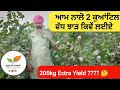 Good cotton crop practice and technique information • Extra yield management in cotton farming