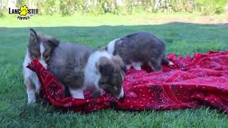Handsome Shetland Sheepdog Puppies