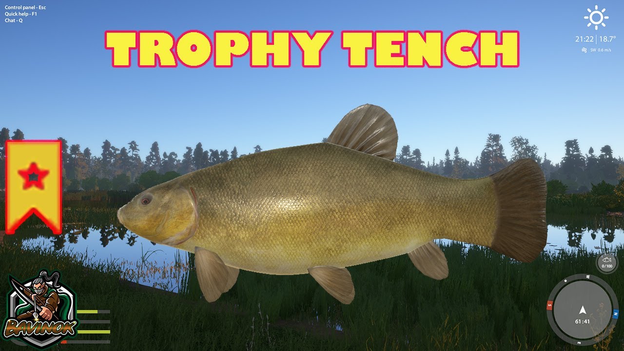 Trophy Tench at Bear Lake hot spot - Russian fishing 4