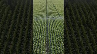 Modern Irrigation Technology use in maize 🌽 crop #farming #modernfarmer #technology #sustainability