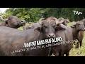Inventario Bufalino: La razón detrás de su crecimiento récord - TvAgro por Juan Gonzalo Angel