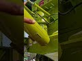 किसान भाई इस Simran676 Combine मे Extra Hydraulic देखने को मिलता है 😲