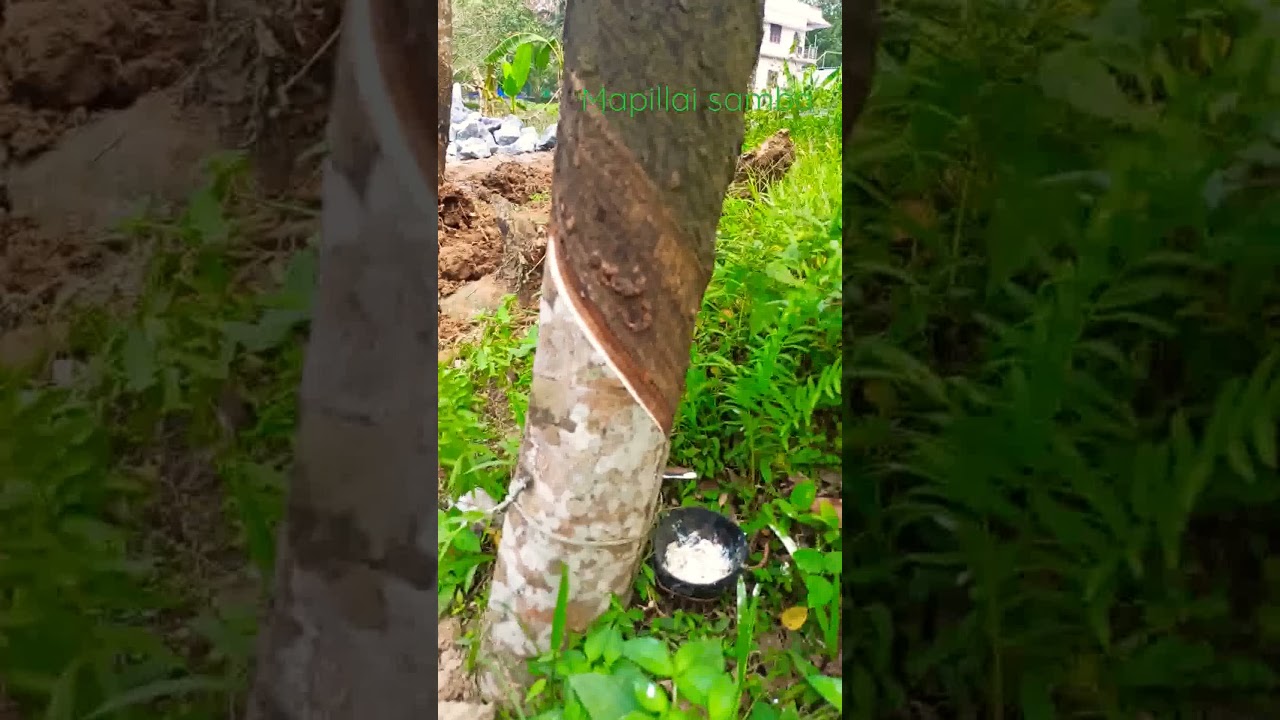 Rubber wood / rubber sheet / rubber tree / tamilnadu / kanyakumari