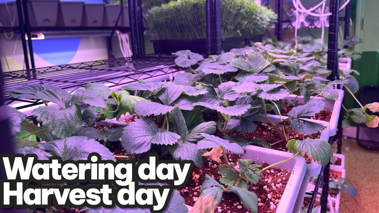 День полива и сбора урожая