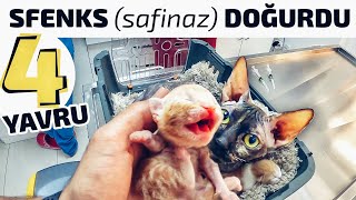 Sfenks Safinaz Doğurdu 50.000 Abone Olduk