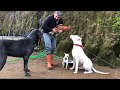 CANECORSO NARKOZ VE DOGOARGENTİNO PABLO YU HOROZLA TANIŞTIRIRKEN ŞEREFSİZ PARS ORTAMI GERDİ