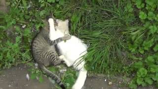 Драка котов жесть! 123 Драка котов жесть! 123
