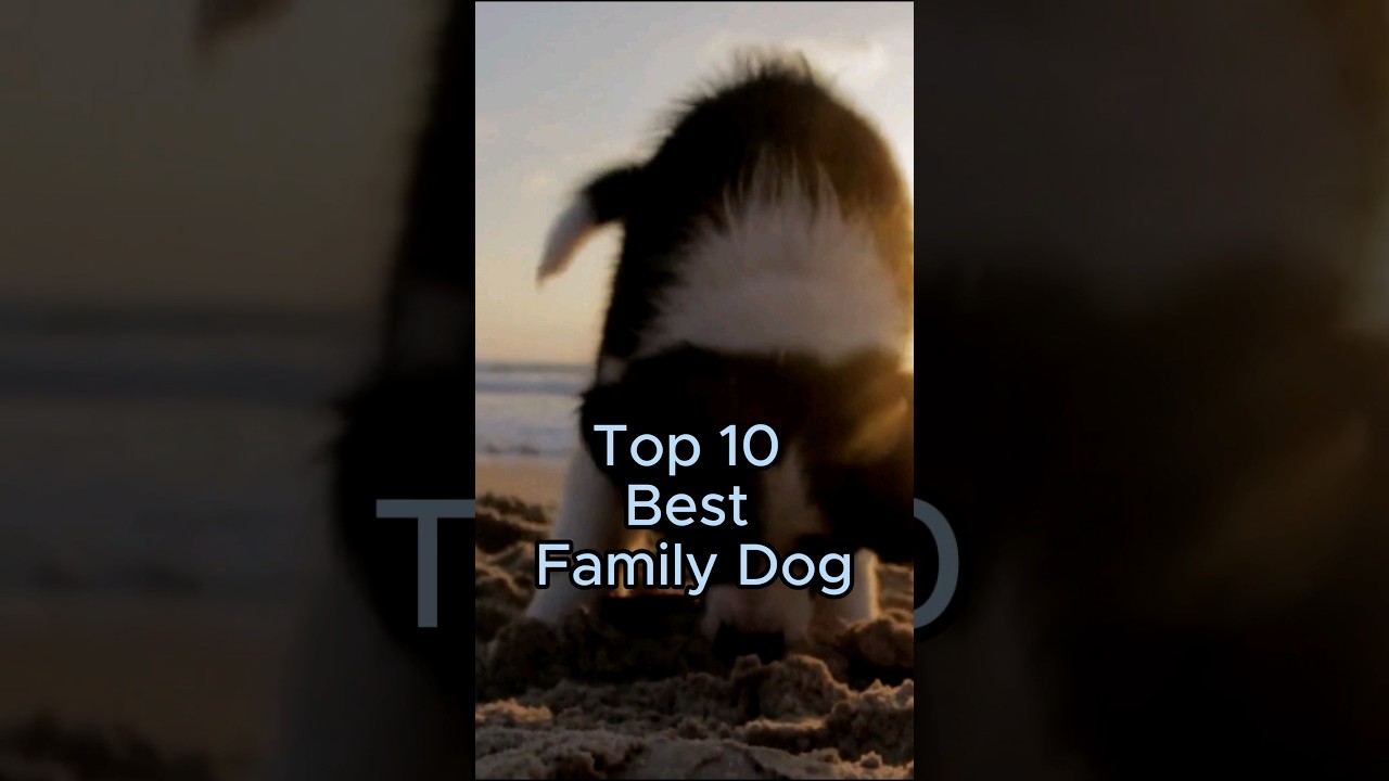 Top 10 Best Family Dog!