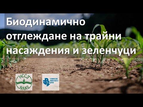 Видео: Отглеждане на плодове Mamey - Научете за грижата за ябълките Mamey