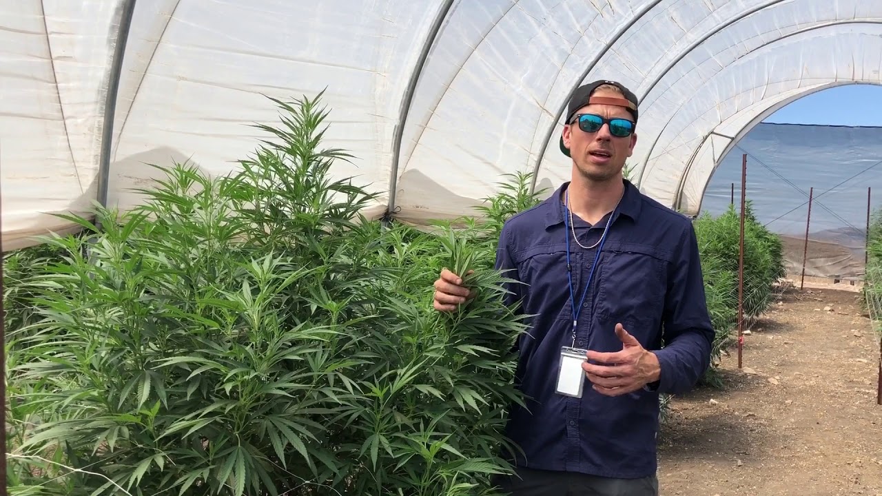 Dr  D  CBD Green Crack Plants