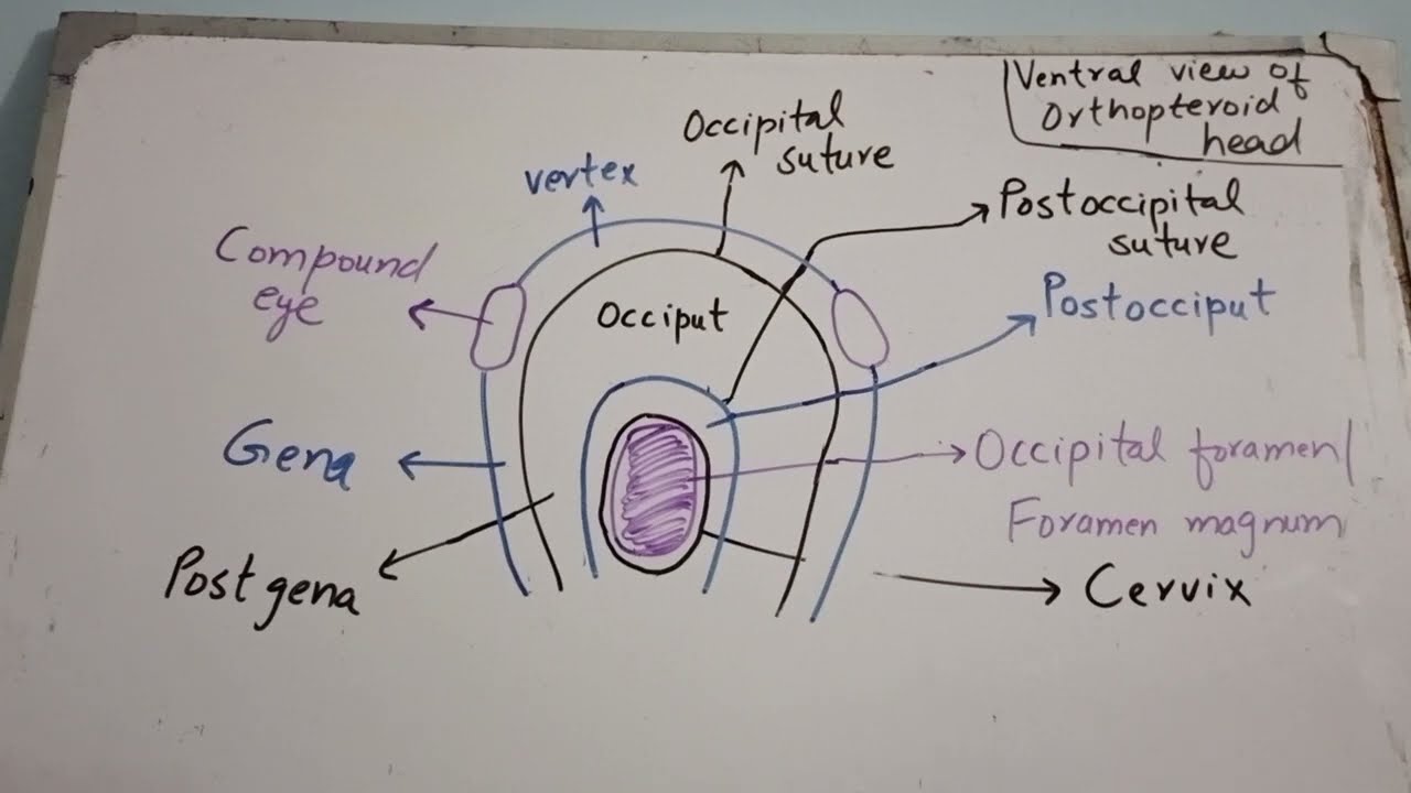 structure of insect head
