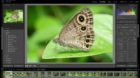 How to edit Macro Photos in Lightroom