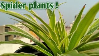 lupin flower seeds Buy Best Quality Lupin Hartwegii Giant Flowered Tall Mix Flower Seeds   Organicbazar