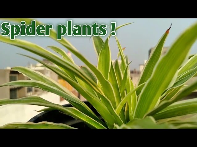 philodendron campii Philodendron campii 'Lynette' – Foliage Factory main image 1