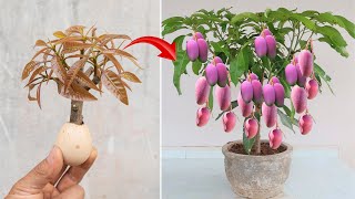 UNIQUE NEW TECHNIQUE Propagate mango trees with chicken eggs to produce super fruits