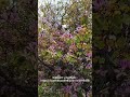 Каламата расцветает | Kalamata in Bloom