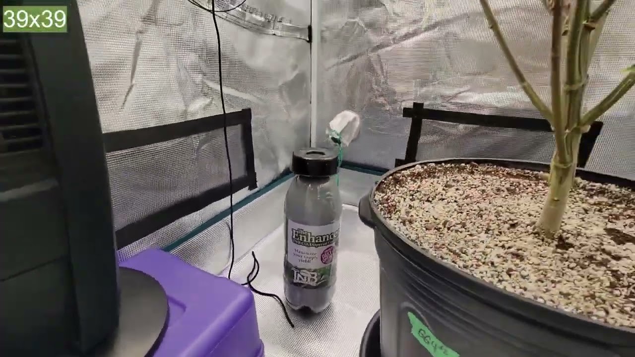 ZOLTRIX GROWER - WEEK 9 OF FLOWER IN THE EPIC GORILLA GLUE GARDENS!   ZOLTRIX GROWER