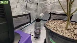 ZOLTRIX GROWER - WEEK 9 OF FLOWER IN THE EPIC GORILLA GLUE GARDENS!   ZOLTRIX GROWER