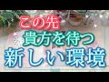この先、待つ、新しい環境！🌸6か月✨未来先読みタロット・タロットオラクル 占い🌟🌸運命 奇跡 成功🌠人生、指針、開運アクション！タロット 高次元メッセージ