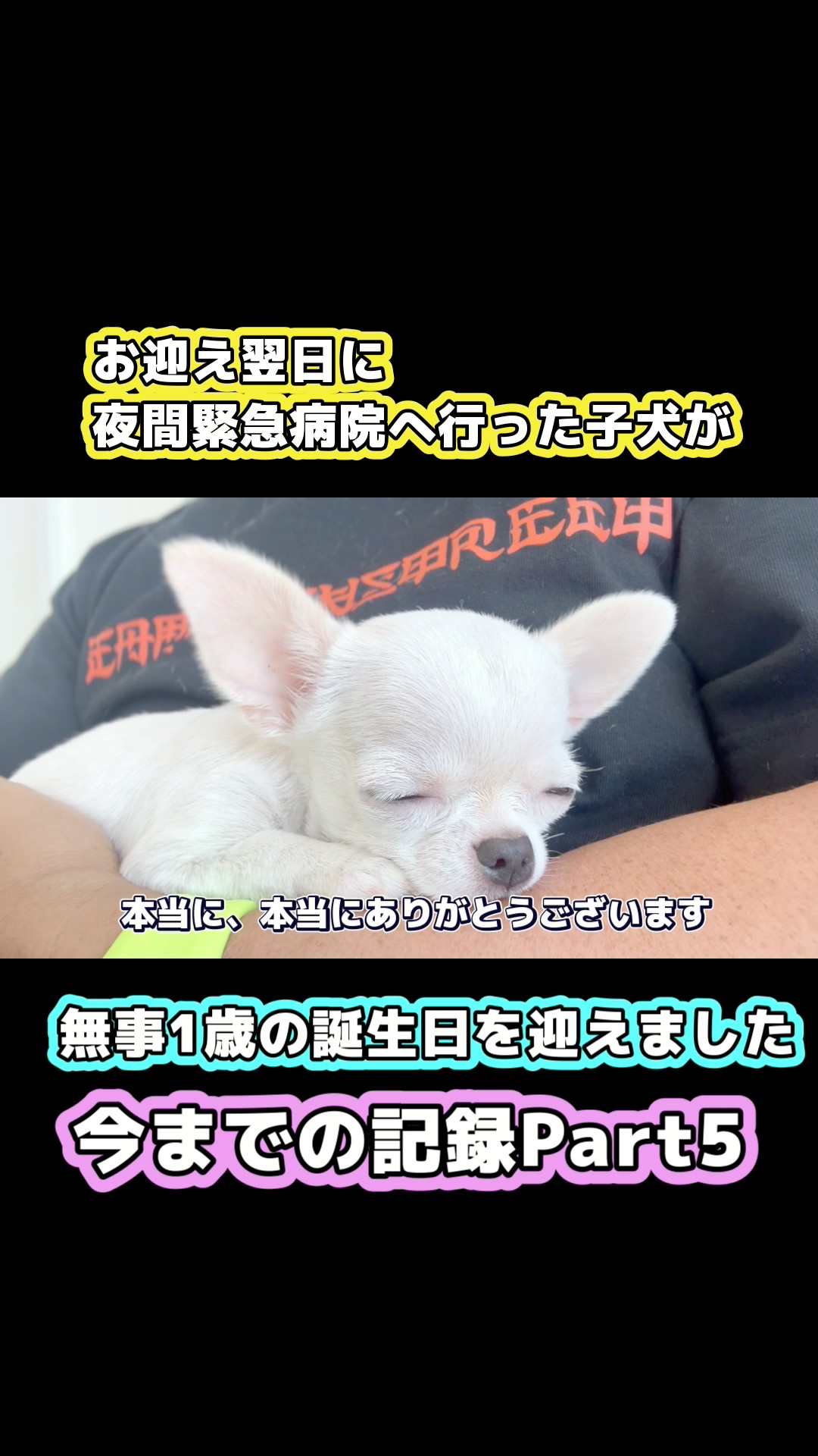 チョッピちゃん様ご確認用ページです チワワのチョッピチャンネル - YouTube