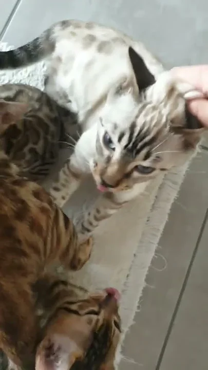 Funny  cats top vidéo ??????????