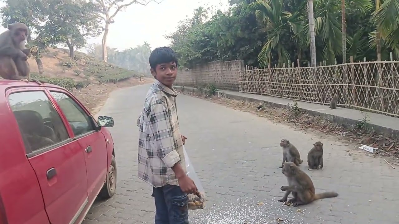 নতুন ভিডিও দর্শক হনুমান বান্দর চিড়া কলা খাওয়াইছি আপনারা দয়া করে লাইক শেয়ার কমেন্ট করবেন