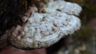 nature photography (nikon d60)