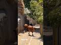 village life