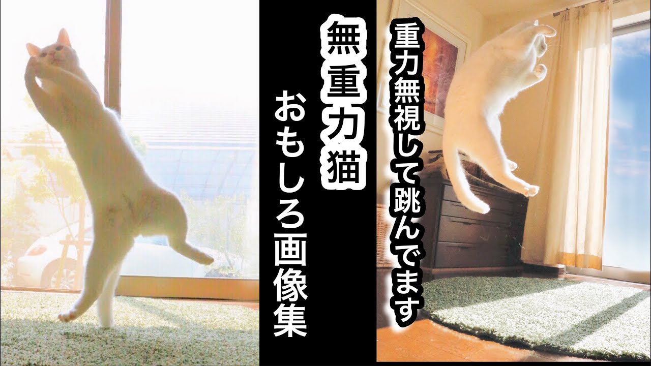 おまとめ中　　　　　　　　　　蓄光　ジャンピング猫　おすわり猫 おまとめ中 蓄光 ジャンピング猫 おすわり猫 【公式通販】