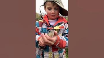 Throwing it back #shortsfeed #fishing #perch #fishingshorts #fish #fishingvideo