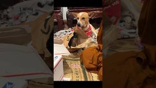 During our gift opening moments, Aloka had the most thoughtful look on his face.